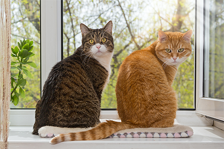 Two cats sit on the window and look around together